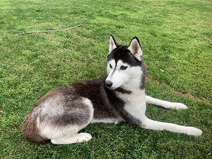 Alpena couple, Siberian huskies near social media | News, Sports, Jobs The Alpena News